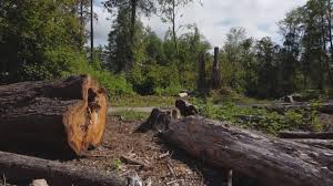 Best Tree Trimming and Pruning  in Millis Clicquot, MA