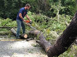 Why Choose Our Tree Removal Services in Millis Clicquot, MA?