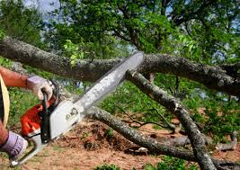 Best Commercial Tree Services  in Millis Clicquot, MA