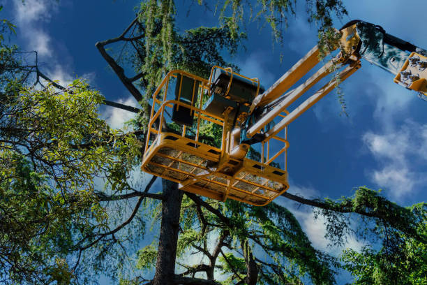 Best Palm Tree Trimming  in Millis Clicquot, MA